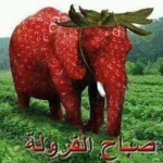  *Strawberry Elephant فراوله صباح 