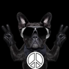 Peace Dog