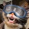 Cat wit goggle